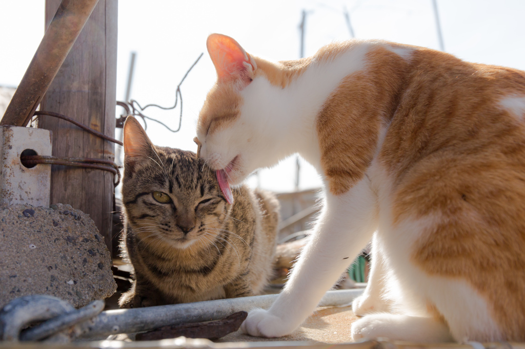 にゃかよし