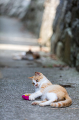 獲物