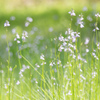 誰も見ない野の花にも春の光は当たり