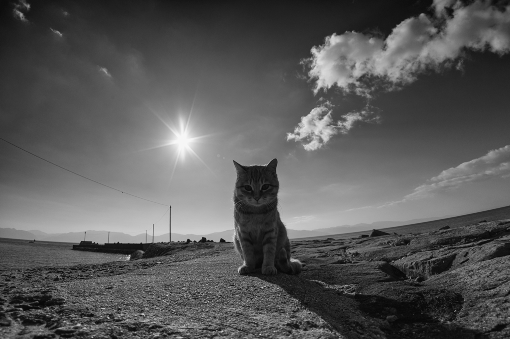 横浜赤レンガ倉庫 ねこ写真展 ～今を生きる猫たちのキロク・キオク～