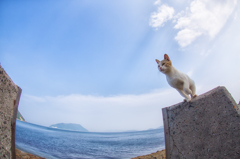 夏空に