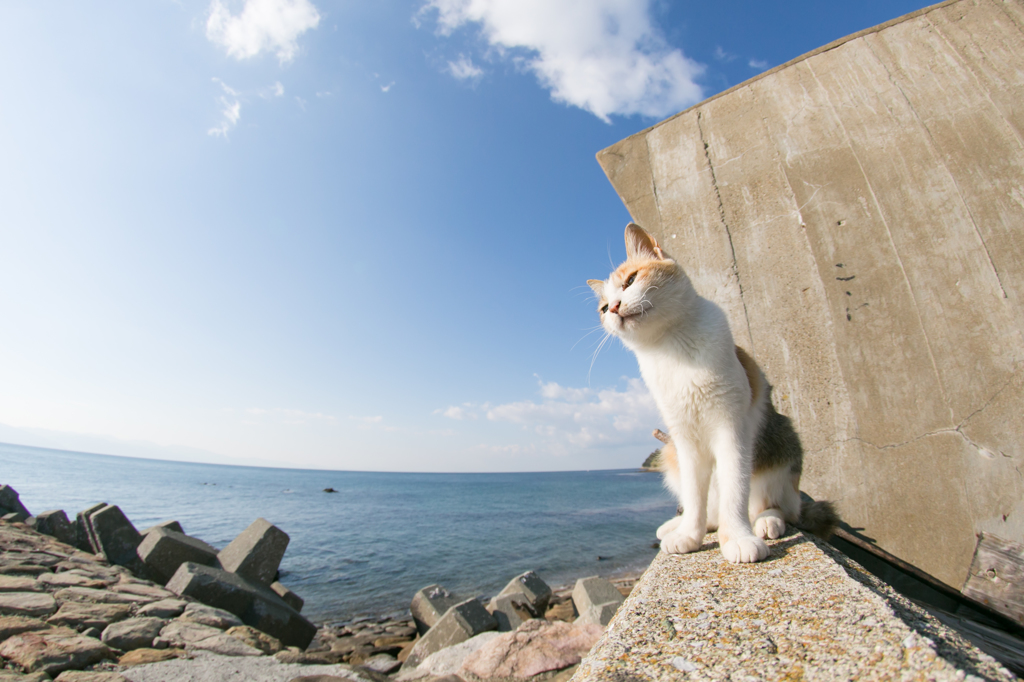 猫の島にて