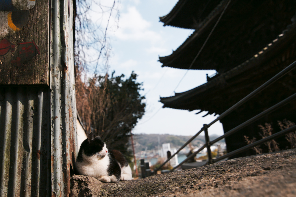 尾道