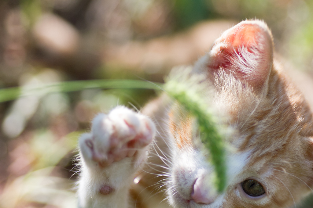 ねこじゃらし