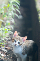 こねこ