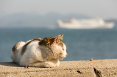 島の猫