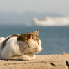 島の猫