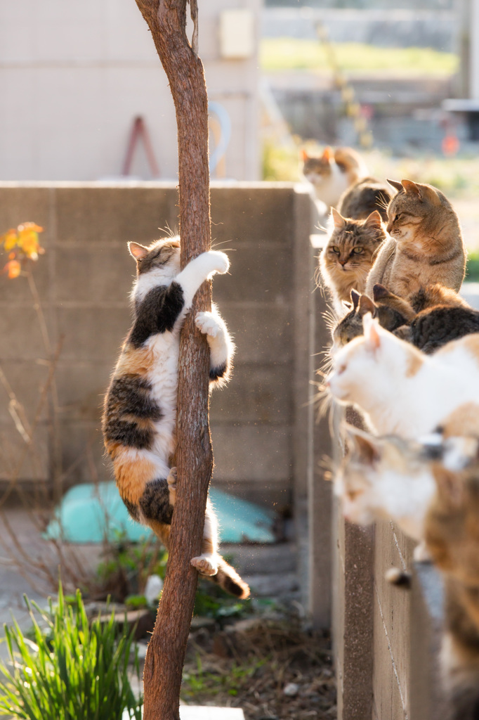 ねこそれぞれ