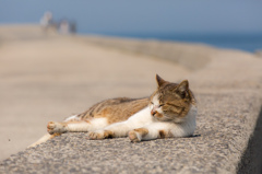 堤防の猫