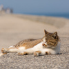 堤防の猫