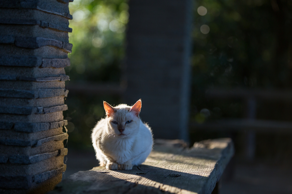 朝