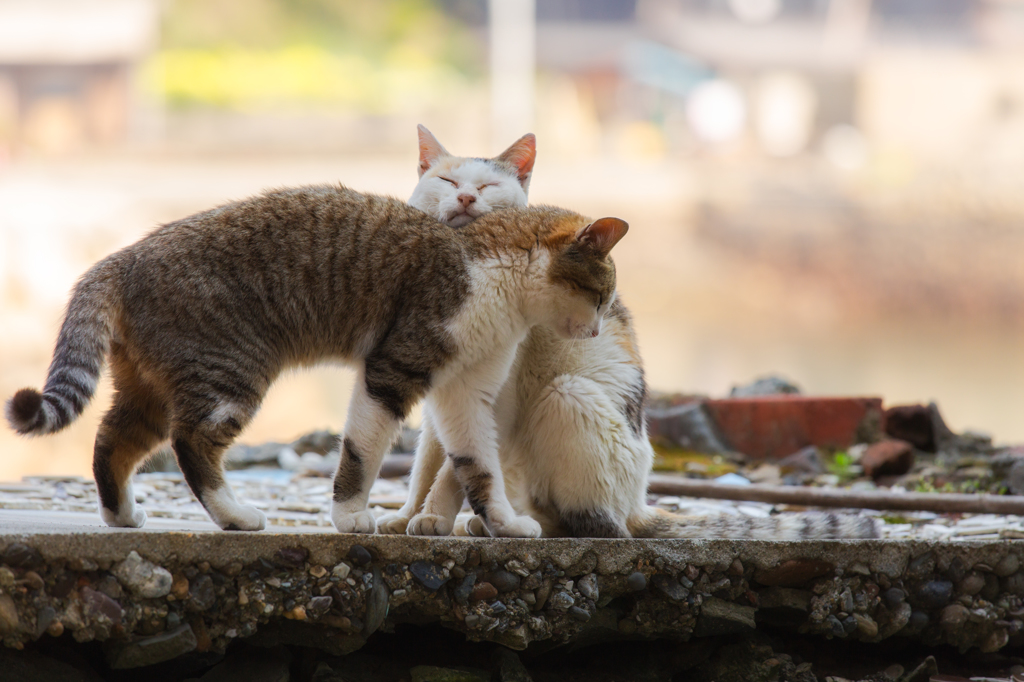 やさしいきもち