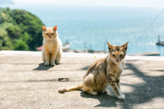 島猫さん
