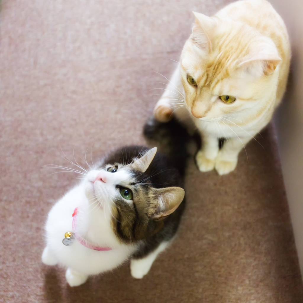ニャンセット