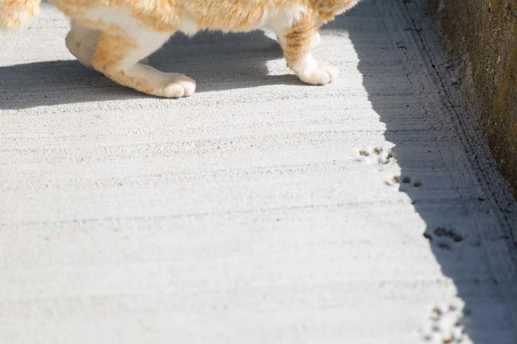 猫道