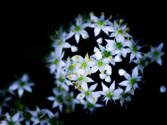 花が咲く