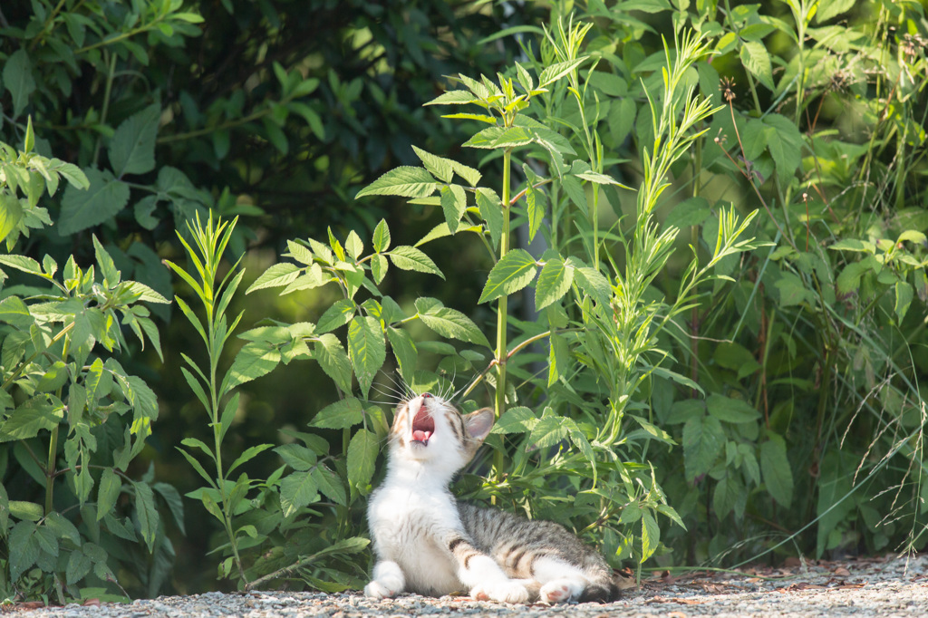 ふぁ～～あ～～ぁ