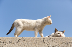二匹の猫と