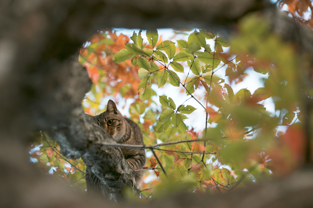 on the tree