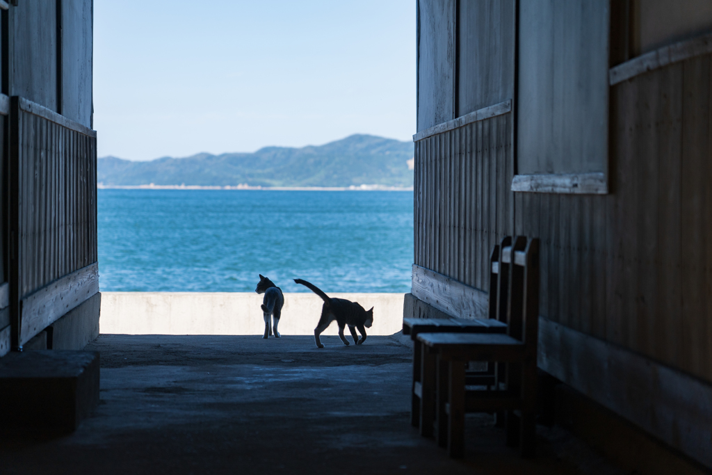 島の子ら