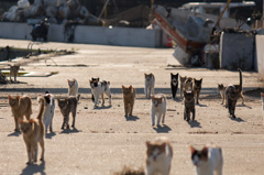 猫軍団