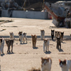 猫軍団