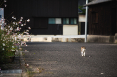 縁、などというものでもないけれど