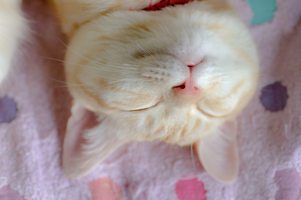 しあわせまんじゅう