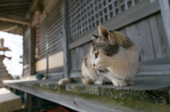 島の神社