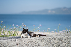 横浜赤レンガ倉庫ねこ写真展2018