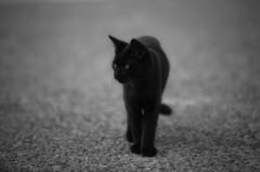黒い猫
