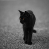 黒い猫