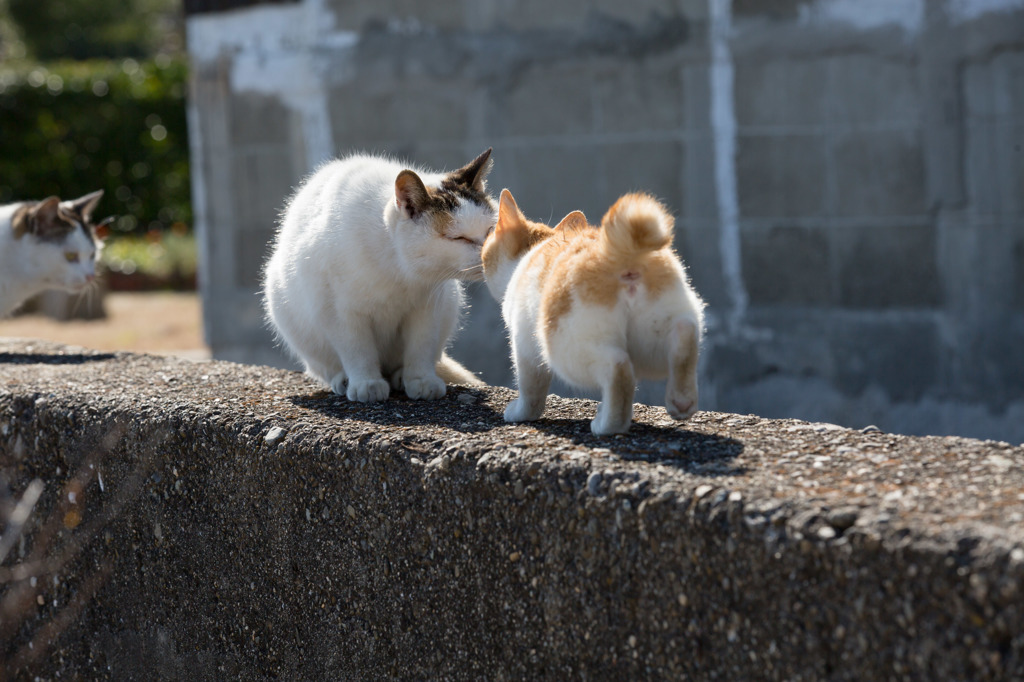ちゅ♡