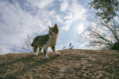 small tiger