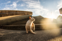 青空の下、猫輝く