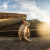 青空の下、猫輝く