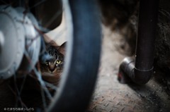 路地にて