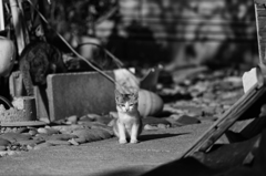 仔猫