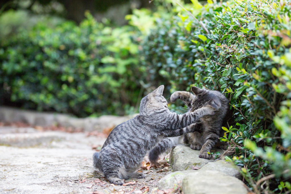 ねこぱんち