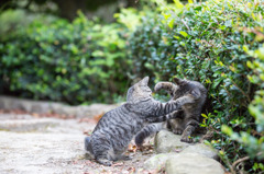 ねこぱんち