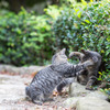 ねこぱんち