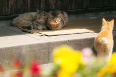 うららかに、うとうとと