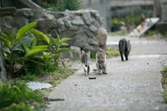 こねこ