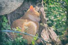 まだ眠い朝