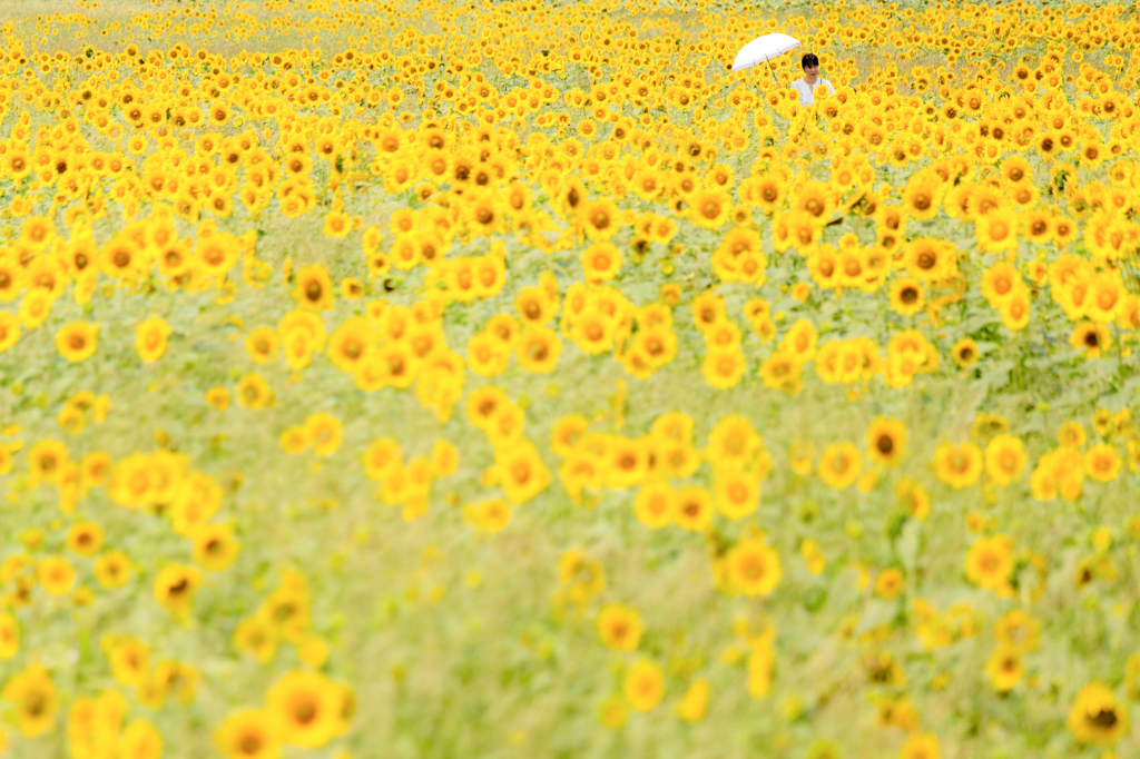 夏の陽ざし