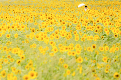 夏の陽ざし