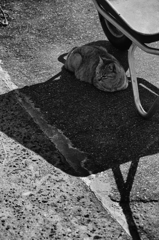 猫車