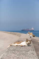 堤防の上の猫