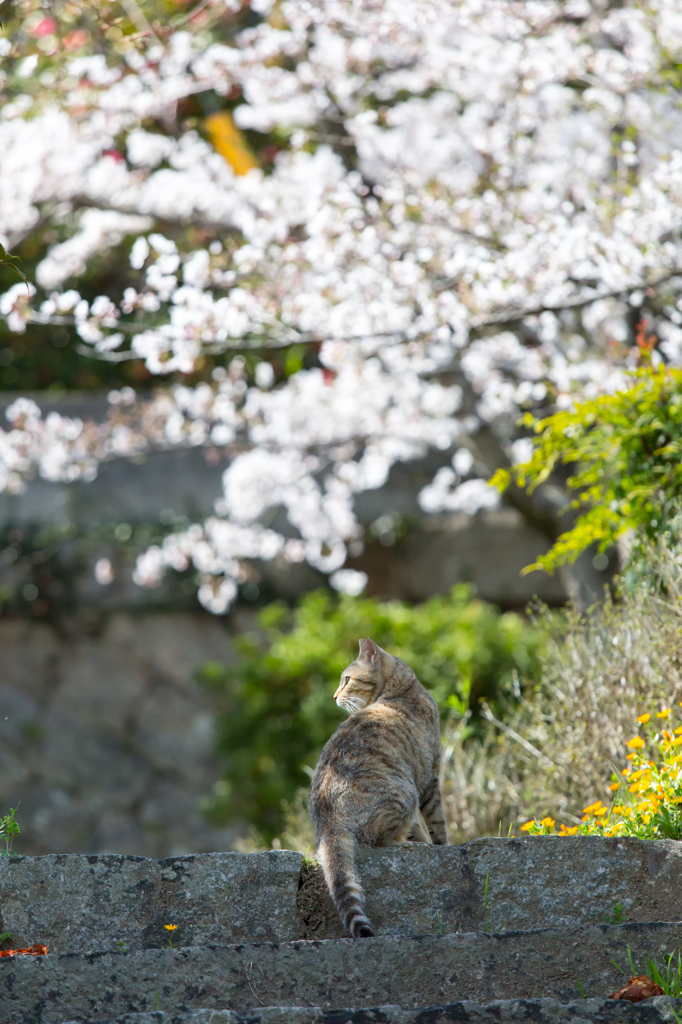 SAKURA