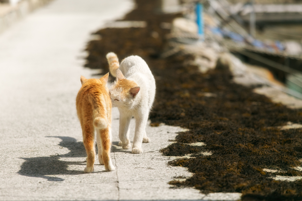 やぁ、今日はいい天気だね